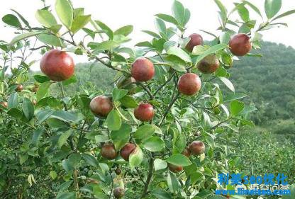 奶茶制造方法 首發