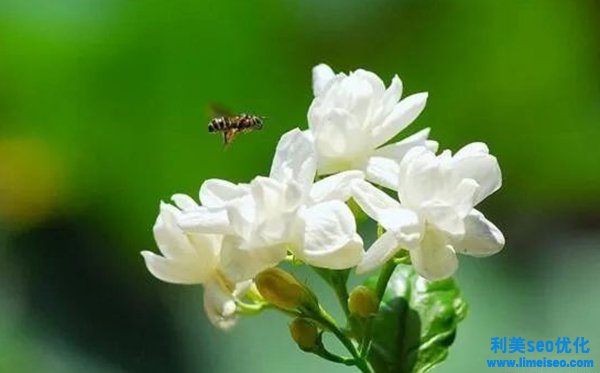 茉莉花花語(yǔ),茉莉花的寓意和意味是什么