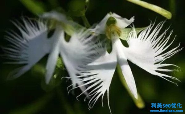 蘭花的花語,蘭花的寓意和意味是什么