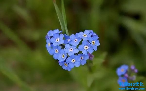 勿忘我花語(yǔ)和寓意是什么